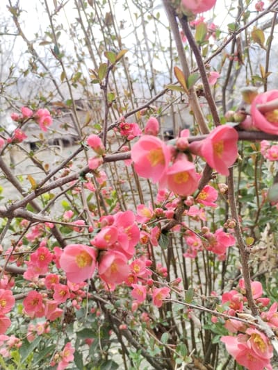The image captures a close-up view of a flowering shrub branch in Limbur, Uzbekistan. The foreground is dominated by numerous vibrant pink blossoms and buds, indicative of early spring. Each visible flower features five distinct pink petals with prominent yellow stamen clusters at its center. These blooms are attached to thin, brown-grey branches, some of which exhibit small, nascent green leaves. The background is softly blurred, revealing additional dense, bare branches of similar flora and an indistinct, light-colored structure, possibly a building or wall, suggesting an outdoor, potentially garden or residential setting. No individuals or specific interactions are present in the frame. The lighting is diffused, consistent with an overcast sky.