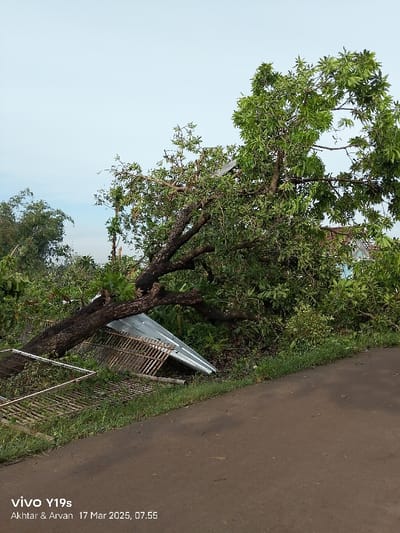 A large tree has fallen across a paved road in Kecamatan Anjatan, Indonesia. The tree is blocking the road, and its branches are resting on a metal sheet roofing. The tree's trunk is visible in the foreground, with its leaves obscuring the view of the surrounding environment. The image was captured on March 17, 2023, at 07:55.