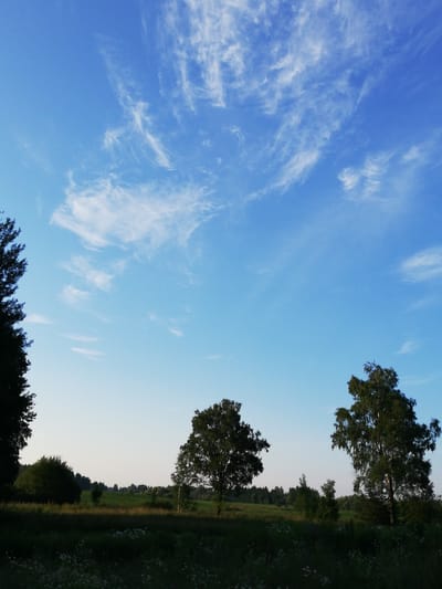 The image depicts a rural landscape under a bright blue sky with wispy white clouds. In the foreground, there is a dark, lush green field with some scattered white wildflowers. To the left of the image, a large, dark tree dominates the frame. In the midground, a row of trees stretches across the horizon, with one prominent, leafy tree standing out slightly to the right. To the far right, another large, leafy tree is visible, its branches reaching upwards. The background consists of a gentle, rolling green landscape with more trees dotting the horizon. The overall impression is one of tranquility and natural beauty. The image is located in the village of Novohrodkavichy, within the Novopagoscki rural council (Sel'ski Sovet), in Belarus.