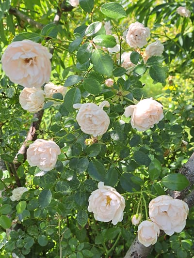 A cluster of pale pink roses is in full bloom on a rose bush. The roses are a mix of fully opened flowers and buds, with several blooms in various stages of development. The leaves of the rose bush are a vibrant green, and some appear slightly dappled with light. The background is a blur of green foliage, suggesting a garden or natural setting. The image is taken outdoors in natural light. This scene is likely located in the city of Kalinka, Russia, where rose bushes are common in gardens and public spaces.