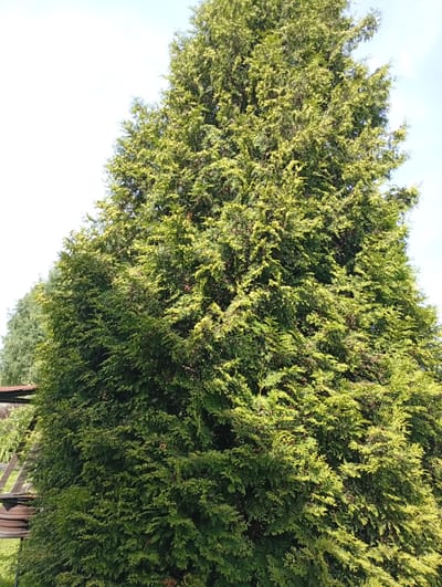 A full shot, taken outdoors during the daytime, features a large evergreen tree filling most of the frame. The tree's foliage is dense and a vibrant green, with some lighter, yellowish-green highlights suggesting new growth or sunlight. The background is a bright, light blue sky, indicating clear weather. To the left of the frame, a portion of a wooden structure, possibly a fence or part of a garden feature, is visible. The setting appears to be a residential area, likely a garden or backyard, in Lavriki, Russia. There are no people or animals present in the image, and no actions or interactions are depicted. The overall scene is one of natural growth and a serene outdoor environment.