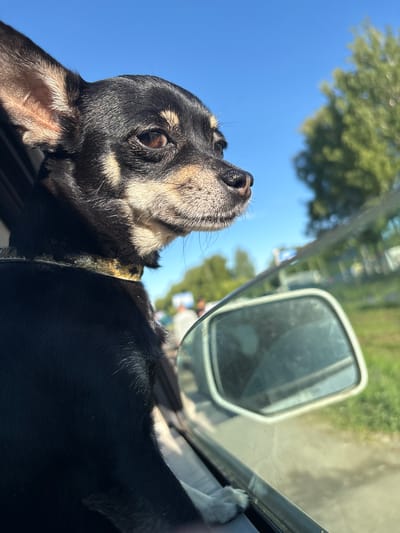 A chihuahua dog is looking out of a car window on a sunny day in Ostrovskoye, Russia. The dog's head and part of its body are visible in the foreground. Its fur is black and tan, and it is wearing a golden collar. The dog is looking upwards, with its nose pointed towards the sky. In the background, trees and a blue sky are visible. A side-view mirror of the car is also visible, reflecting the surrounding environment. The overall mood is peaceful and content. The time of day appears to be daytime, and the weather is sunny.