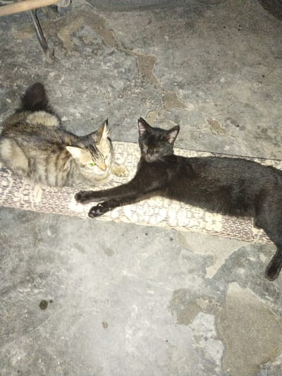 Two cats, one tan and black tabby and one black, are lying on a woven mat on a concrete surface. The environment suggests an outdoor or semi-outdoor setting, possibly in Jetis, Indonesia. The tabby cat has visible green eyes. The black cat is stretched out with its front paws extended. A portion of a metal object, potentially part of a vehicle, is visible in the upper left corner of the frame. The concrete has mottled discoloration.