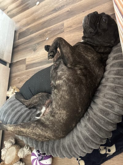 A brindle French Bulldog is lying in a gray, circular dog bed with a black polka-dotted base, positioned on a light brown, wood-look floor. The dog's head is near a surface with horizontal stripes. A dark blue blanket with white skull patterns is partially visible near the dog bed. A torn purple and white toy ball and a stuffed toy are also near the bed. The location is unspecified and unrelated to Manole, Bulgaria.