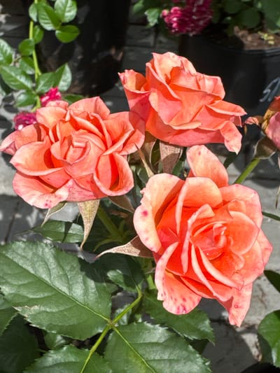 The image shows three coral-colored roses in bloom. The roses have multiple layers of petals and appear to be in a garden or a park. There are green leaves visible around the roses, and in the background, there are dark pots and hints of other plants. The lighting suggests it is daytime, with shadows indicating direct sunlight. The scene is located in the city of Serovo, Russia.