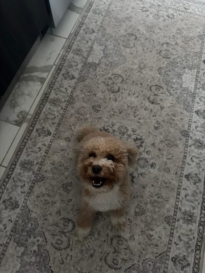 A light brown poodle mix dog sits on a patterned rug in a room, looking directly at the camera with its mouth open. The dog has curly fur and dark eyes. The rug is light colored with a traditional design. To the left of the rug, a dark cabinet and tiled floor are visible. The scene appears to be indoors in a residential setting, potentially in Boca Raton, United States of America.