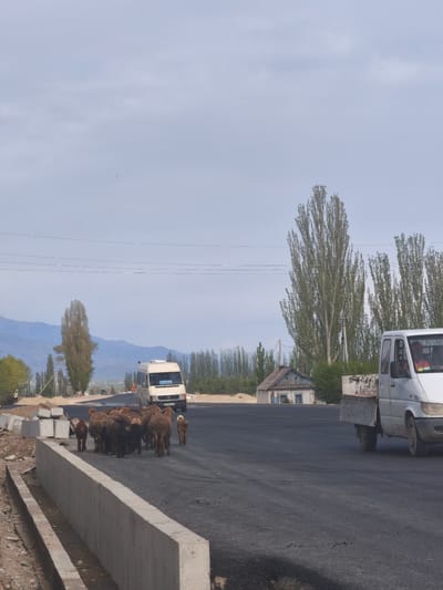A daytime scene in Semenovka, Kyrgyzstan, shows a flock of sheep on a newly paved asphalt road, with vehicles and a rural landscape in the background. The sky is overcast or partly cloudy, casting soft, diffused light.

The primary subjects are a group of approximately a dozen sheep, predominantly dark brown and black, some appearing to be lambs. They are clustered together, moving across the smooth, dark asphalt from left to right.

Two white commercial vehicles are present on the road. In the mid-ground, a white panel van, likely a Mercedes-Benz Sprinter, faces the viewer. Visible text on its front display reads "ШЕМЕНОВА", with a phone number "0709 686 288" and "МЕРСЕДЕС" below. Further to the right, in the foreground, a white flatbed truck, also resembling a Mercedes-Benz Sprinter, is partially visible, facing away from the viewer.

The road itself appears to be recently constructed or refurbished, with fresh asphalt. On the left side of the road, concrete barriers and what looks like a concrete drainage ditch suggest ongoing roadworks or a roadside structure.

In the background, a landscape of tall, slender poplar trees dominates, interspersed with other greenery. A small, simple house with a gabled roof and light-colored siding is visible behind the trees and road. Distant mountains with a hazy appearance rise under the pale sky. Utility poles and power lines cross the upper part of the image, indicating infrastructure. The overall atmosphere is quiet and rural.