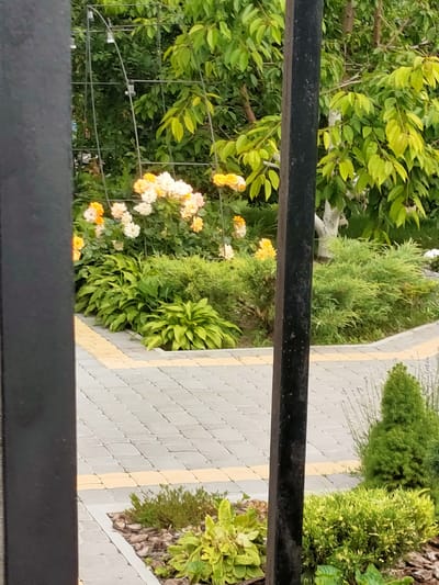 The image captures a garden scene in Nosivka, Ukraine, featuring a paved walkway and a variety of plants. The walkway is composed of grey rectangular pavers arranged in a grid pattern, with a thin yellow border running along its edge. Adjacent to the walkway, there is lush green vegetation, including bushes and flowering plants. In the background, a trellis structure supports a cluster of roses in shades of yellow and white. A dark, vertical post stands in the foreground, partially obscuring the view of the garden. The environment appears to be an outdoor residential or public garden setting.