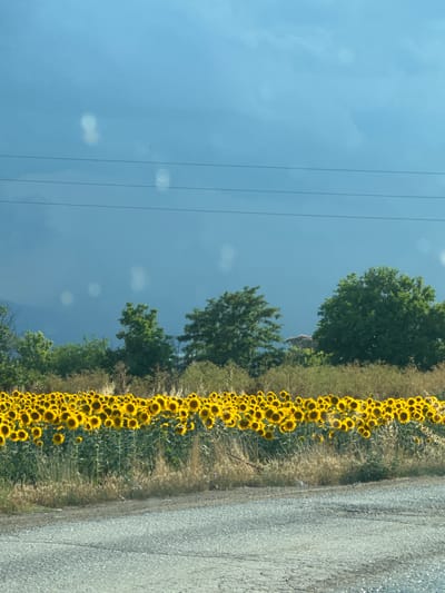 The image displays a field of sunflowers bordering a gravel road. The sunflowers, vibrant yellow, are densely packed and stretch along the edge of the road, forming a striking visual contrast with the muted gray of the road surface. Beyond the sunflowers, a line of trees with lush green foliage adds depth to the scene. The sky above is a clear, bright blue with a few scattered white clouds. Power lines are visible stretching across the sky, suggesting a rural or semi-rural setting. The overall impression is one of a sunny day, likely late morning or early afternoon given the brightness of the light. There are no people or specific objects of note beyond the natural elements. The scene evokes a sense of natural beauty and tranquility. The location is identified as Gelemenovo, Bulgaria.