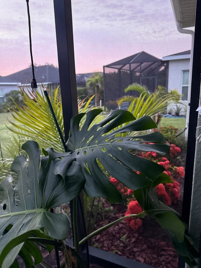 An outdoor scene at dusk, as viewed through a screened enclosure, features a large, dark green Monstera plant in the foreground, with its distinctive fenestrated leaves prominently displayed. Behind the plant, a garden is visible, with a bed of bright red flowers and leafy green plants. Further in the background, suburban houses with dark roofs and palm trees are silhouetted against a pale pink and purple sky. The setting appears to be a residential backyard in Parrish, Florida, United States.
