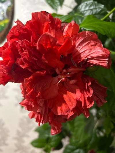 A close-up, angled shot captures a vibrant red hibiscus flower, its petals layered and textured. The bloom is lush and full, with some petals appearing slightly wilted. Green hibiscus leaves provide a backdrop, some in sharp focus, others softly blurred. The lighting highlights the intricate details and folds of the petals. The background is out of focus, showing a light-colored wall with a subtle pattern, possibly wallpaper or textured plaster, and hints of dappled sunlight. The image appears to be taken indoors, possibly in a home environment. There is no indication of the city of Sibay, Russia, or any specific location within it. There are no people or actions depicted in the image.