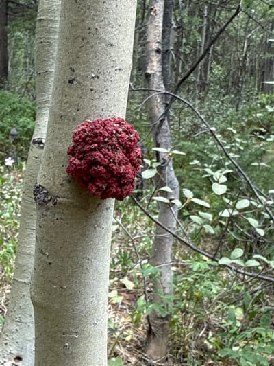 A close-up, eye-level shot shows a cluster of bright red, cauliflower-like growths attached to the side of a pale grey tree trunk in Saint Elmo, United States. The growths are roughly the size of a fist and appear textured and dense. The tree trunk is vertical and slightly rough, with scattered dark spots. Behind the main tree, another similar tree trunk is visible to the left, slightly out of focus. The background consists of a dense forest with various shades of green foliage and thin tree branches, suggesting a natural, outdoor environment. The lighting is overcast, creating a soft, diffused illumination. There are no people or animals present in the image.
