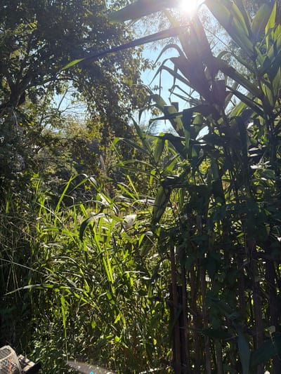 The image presents a dense arrangement of green foliage, possibly bamboo or tall grasses, dominating the frame. Sunlight filters through the leaves, creating a mix of bright highlights and deep shadows. The sky peeks through the gaps, revealing a clear blue expanse. The composition is angled upward, suggesting a perspective from the ground looking towards the sky through the vegetation. There is a white bird perched in the middle of all the green.