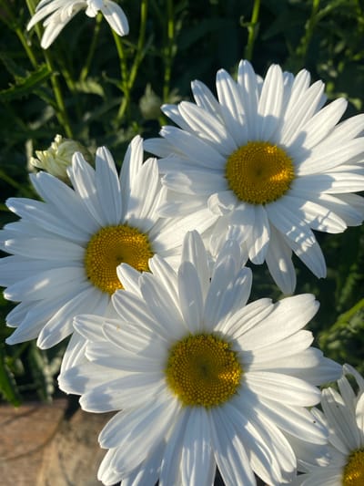 The image shows a close-up of several white daisies with yellow centers, bathed in sunlight. The daisies are in focus, with their white petals clearly defined and casting shadows. In the background, blurred green foliage and stems are visible. The bottom left of the image shows a textured, light brown object, possibly wood or soil. The scene appears to be an outdoor setting with natural lighting. There are no people or animals present. The photograph is taken in Vasylky, Ukraine.