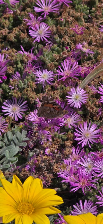 The image shows a close-up of a patch of flowers, likely in El Port De Sagunt, Spain. There are many small, light purple daisy-like flowers with white centers densely packed together, along with some small green succulent plants and some dry, brown vegetation. A Painted Lady butterfly rests on the purple flowers. In the lower right corner, there are bright yellow daisy-like flowers. The lighting suggests it is daytime.