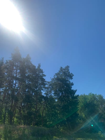 The image shows a bright, sunny sky with the sun's rays shining brightly from the top left corner. A dense forest with tall pine trees occupies the lower half of the frame. The trees are dark green, with some lighter green foliage visible in the background on the right. The ground in the foreground is covered with dry grass and some lighter vegetation. The scene appears to be a natural landscape, likely a park or forest area within the city of Pokotylivka, Ukraine, given the context. There are no people or animals visible in the image. The overall impression is one of a clear, summer day in a wooded area.
