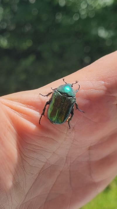 A metallic green beetle is perched on the palm of a person's hand. The beetle has a shiny, iridescent carapace that reflects the light. Its legs are spread out, gripping the skin. The hand appears to be pale and has visible lines and texture. The background is blurred, showing green foliage, suggesting an outdoor setting. The image was taken in Verzilovo, Russia.