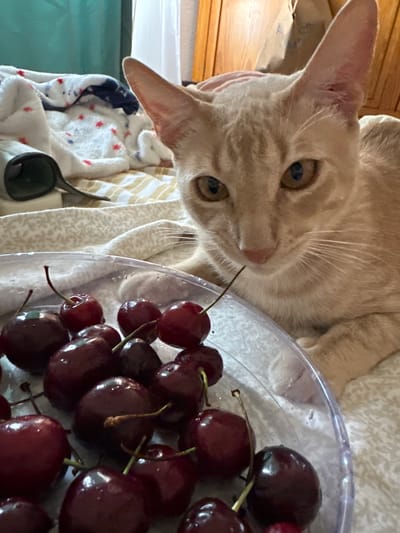 A close-up, overhead shot shows a ginger cat with light orange fur looking down at a clear plastic bowl filled with dark red cherries. The cat's head is tilted, and its eyes are focused on the fruit. The cat is lying on a textured, light-colored surface, possibly a blanket or rug. To the left of the cat, a small black tool, possibly a scoop or a small spoon, rests on a striped fabric. The background reveals wooden furniture, suggesting an indoor setting. The lighting is natural and appears to be daytime. The overall impression is one of curiosity and a potential snack, with the cat showing interest in the cherries. No visible text is present in the image. The location context is Mijas, Spain.