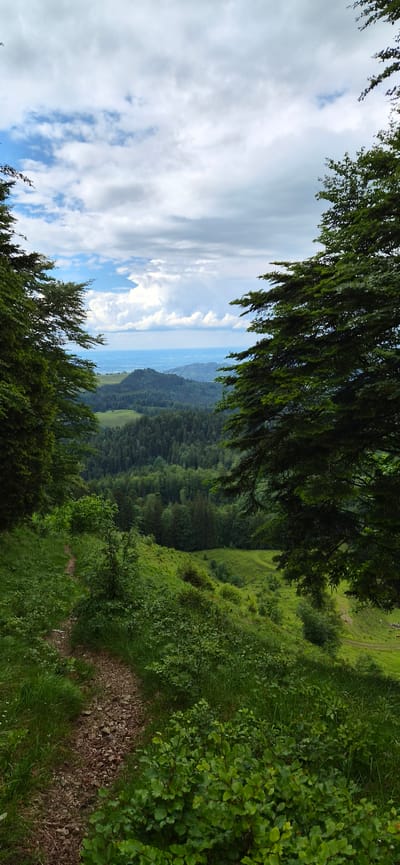 This vertical landscape image, captured in Erl, Austria, presents a view looking down a forested hillside into a expansive valley under a partially cloudy sky. The upper third of the frame shows a sky with a mix of white and light grey clouds and visible patches of clear blue sky, particularly in the upper left and center-right. The mid-ground reveals a vast valley characterized by rolling hills extensively covered in dark green forests, interspersed with lighter green open meadows or clearings. Distant mountains or hills, appearing in faint blue hues, are visible on the horizon. The foreground depicts a narrow, unpaved dirt path, composed of soil and small rocks, originating from the lower left and winding into the middle distance. This path is flanked by abundant, lush green vegetation, including grasses and various broad-leaved bushes. Dense green tree foliage frames the central valley view from both the left and right sides of the image. No individuals, animals, or artificial structures are discernible within the frame.