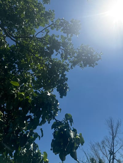 The image captures a bright, sunny day with a clear blue sky. Lush green leaves from a tree, possibly a pear tree as evidenced by the presence of small, unripe green fruit, dominate the left and upper portions of the frame. The sun is shining intensely from the upper right corner, creating lens flare and dappling light through the foliage. In the lower right quadrant, a bare, silhouetted tree with intricate branches stands against the sky, suggesting a contrast between a vibrant, leafy tree and a more dormant one. The environment appears to be outdoors, likely in a natural or garden setting. The specific location in Бабстово, Russia is not discernible from the visual elements alone. There are no people or explicit actions depicted in the image.