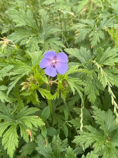 The image shows a close-up of a single, vibrant purple flower with five petals, each delicately veined, set against a backdrop of lush, green foliage. The flower's center is a darker shade with thin, dark stamens. Several unopened buds, tinged with red, are clustered below the bloom. The surrounding leaves are deeply lobed and serrated, with some showing hints of dried, brown edges. Thin blades of grass with small seed heads are interspersed throughout the greenery, suggesting a natural or garden setting. The overall impression is one of a wild, blooming plant in an outdoor environment. There is no indication of the city of Olomouc, Czechia, or any specific location.