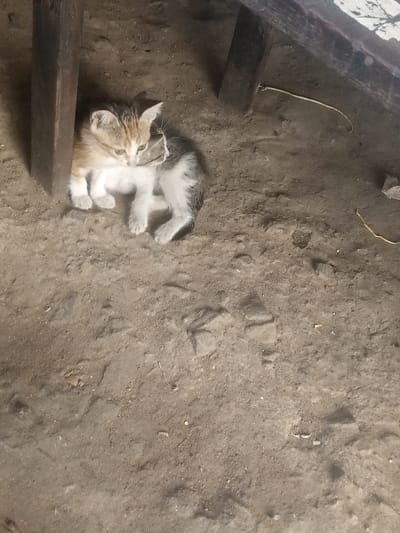 A small kitten with calico-patterned fur (white, black, and orange-tan patches) is depicted resting on a dry, light brown earthen surface in Mtopanga ward, Kenya. The kitten is positioned between two dark brown vertical wooden posts, which frame its left side. Its head is oriented downwards, facing its front paws, which are tucked beneath its body. A thin, light-colored string or fiber is visible near the kitten's head, draped over its left ear. The ground exhibits varying textures, including small stones and subtle indentations. In the upper right quadrant of the image, a dark, horizontally oriented wooden beam or plank is partially visible. The scene is illuminated by ambient light, indicative of a shaded outdoor or semi-enclosed environment.