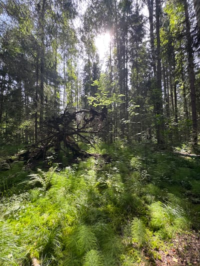 The image depicts a forest scene. In the foreground, lush green grass and ferns cover the forest floor, illuminated by shafts of sunlight filtering through the dense canopy of tall trees. A prominent fallen tree with exposed roots lies in the center-left of the frame, its gnarled branches splayed across the ground. The trees are predominantly coniferous, with some deciduous species visible. The overall impression is one of a natural, undisturbed forest environment. The location is not specified in the image, and therefore cannot be identified as Petergof Siti, Russia.