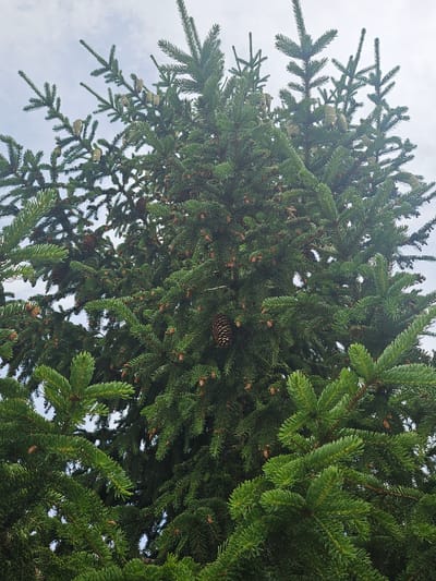 This media file is a close-up, low-angle shot of the branches and needles of a fir tree, with a cloudy sky visible in the background. The dense green needles are the dominant feature, with several pinecones of varying sizes scattered throughout the branches. Some pinecones are light brown and appear to be developing, while others are darker and more mature. The lighting suggests it might be daytime, but the overcast sky indicates cloudy or overcast weather. There are no people or specific identifiable structures visible, only the natural elements of the tree and the sky. The context provided suggests the scene is located in St. Moritz, Switzerland, implying a mountainous or alpine environment where fir trees are common. The image is a still shot, capturing a moment of nature without any discernible activity or event taking place. There is no visible text in the image.