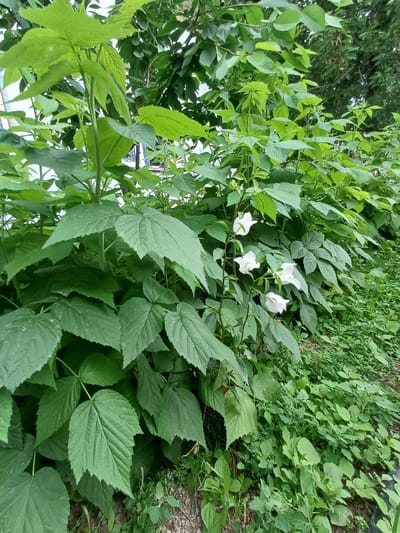 The image shows a patch of vegetation, likely in an outdoor setting in Kyzyl-Kyya, Kyrgyzstan. The foreground is dominated by large green leaves, possibly raspberry plants, with characteristic serrated edges. Interspersed among them are some white trumpet-shaped flowers, possibly bindweed or morning glory. Beyond the plants, there's a patch of smaller, denser green vegetation, possibly ground cover or a low-lying bush. Some areas show bare ground or soil. The scene suggests a natural, unkempt area, possibly a garden, a roadside, or a wild patch within the city limits.