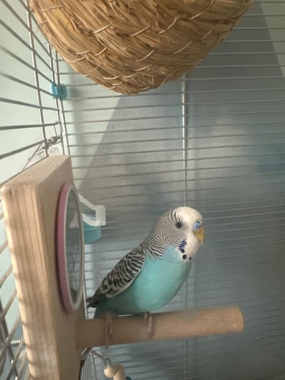 A budgie is perched on a wooden platform inside a cage. The budgie is light blue with black and white stripes on its wings and head. It has a yellow patch on its forehead and black eyes. The budgie is looking to the left, with its head tilted. In the background, there are more bars of the cage, a woven basket, and a small mirror on the wooden platform. The setting appears to be indoors, possibly a pet's cage. The lighting suggests it's daytime.