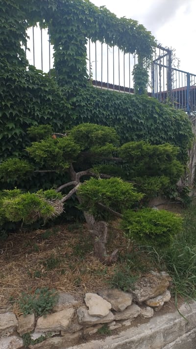 An outdoor scene in Νέα Κερασιά, Greece features a mature bonsai tree with gnarled branches and dense green foliage, positioned in front of a wall covered in ivy. The bonsai sits on a bed of dry grass and soil, with a few scattered rocks in the foreground. Behind the bonsai, the ivy wall is extensive, climbing over a metal fence and an archway. The sky above is overcast.
