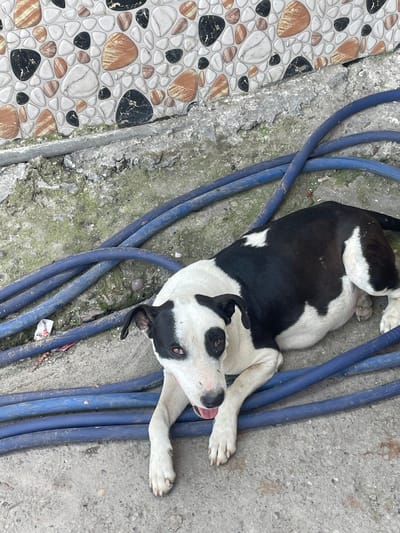 A black and white dog lies on a concrete surface intertwined with a bundle of blue hoses. A decorative tiled area with a pebble-like pattern is adjacent to the concrete. The scene is outdoors in daylight. The location is Katauhar Kalan, India.