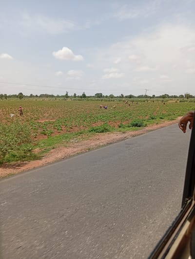 This media file captures a rural scene in Wuro Dole, Nigeria. The primary subjects are a group of individuals, appearing to be women, engaged in agricultural work in a large field. They are scattered across the field, some bent over and actively tending to crops. The field itself is characterized by rows of young green plants growing in reddish-brown soil. Beyond the cultivated area, a line of trees forms a backdrop, with a few sparse trees also dotted within the field. Overhead, a bright, partly cloudy sky suggests it is daytime. The weather appears to be fair, likely warm.
The activity depicted is manual labor related to farming, likely planting, weeding, or harvesting. The individuals are dressed in simple, dark-colored clothing, some with head coverings. One person in the foreground, on the right side of the frame, has a hand with a ring visible, suggesting they are looking out from a vehicle. A paved road runs along the bottom right of the image, indicating a transportation route nearby. The overall impression is one of rural life and agricultural productivity under a bright sky. There is no visible text in the image.