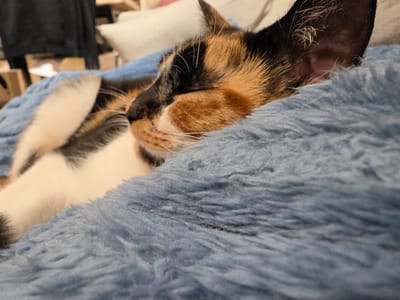 A close-up shot features a calico cat resting on a blue, shaggy blanket. The cat's eyes are closed, and its head is nestled into the blanket. The cat's fur displays a mix of black, orange, and white colors. The background is out of focus, but indicates an interior setting with furniture and other objects. The location is not discernible from the image.