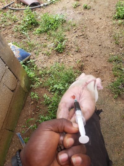The image captures a close-up, top-down view of a small, pale-pink piglet being injected by a dark-skinned individual in Okola, Cameroon. A dark-skinned hand, adorned with a dark braided wristband, holds a clear plastic syringe containing a dark, opaque liquid, with its needle inserted into the piglet's skin. A small, dark reddish-brown mark is visible on the piglet's skin near the injection site. Another dark-skinned hand appears to be holding the piglet securely. The background consists of damp reddish-brown soil with patches of green weeds and grass. To the left, a concrete block wall with green discoloration is visible, along with a partially obscured blue and white patterned object and a dark hose segment lying on the ground.