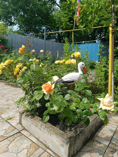 The image depicts a garden scene in Ostrogorka, Russia, featuring a planter box filled with blooming roses. A decorative stork figurine stands among the yellow and orange roses. The planter box is made of concrete and is surrounded by a tiled pathway. In the background, a gray metal fence and a blue corrugated metal fence are visible, along with lush green foliage and trees. A yellow pole with black ties is also present on the right side of the frame. The overall impression is that of a well-maintained outdoor space.