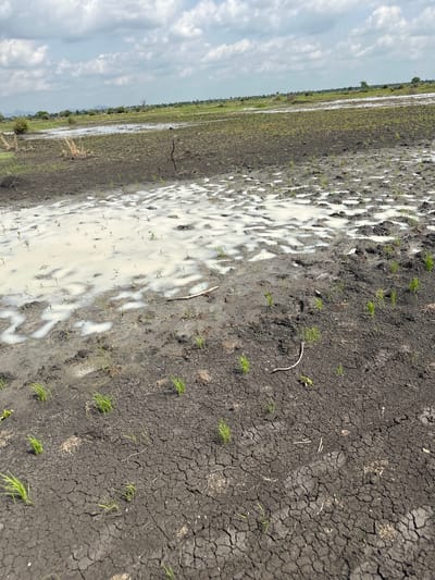 The image shows a flooded agricultural field in Lau, Nigeria. The field appears to be a rice paddy, with young rice plants visible emerging from the muddy water. The water is cloudy and milky, suggesting it may contain sediment or agricultural runoff. The soil is dark and appears to be cracking in some areas, indicating it has dried out at some point. In the background, there is a flat, green landscape with some scattered trees and a hazy sky with clouds. The overall scene depicts a rural, agricultural setting experiencing wet conditions.
