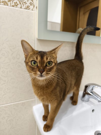 A domestic cat, likely an Abyssinian due to its distinctive ticked, reddish-brown fur, stands on the edge of a white bathroom sink in Kolosisty, Russia. The cat is the central subject, captured in a close-up, eye-level shot, looking directly at the viewer with wide, attentive green eyes. Its prominent whiskers are visible, fanning out from its muzzle. Its tail is raised high and curves slightly, ending in a darker tip. The cat's ears are large and pointed.

The setting is an indoor bathroom or washroom, characterized by light-colored tiled walls with a subtle, decorative floral or scrollwork pattern. A chrome faucet is visible to the right of the cat on the sink. Behind the cat, a rectangular mirror is partially visible, reflecting what appears to be a dark wooden door frame or cabinet. The lighting is bright and even, highlighting the cat's fur texture and the details of its face. The cat's posture suggests curiosity and alertness as it observes its surroundings or the photographer. There is no visible text in the image.