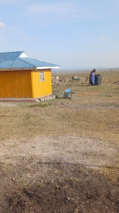 The image depicts an open, dry landscape under a clear blue sky in Kaputiei North ward, Kenya. In the foreground, the ground consists of dry, sparse brown and yellow grass interspersed with patches of exposed dark soil and small stones.
To the left, a single-story building with bright yellow corrugated metal siding and a blue corrugated metal hip roof is visible. The building features a small, white-framed rectangular window with multiple panes on its visible side and rests on a low foundation of stacked, reddish-brown stones. Adjacent to the building, a blue-painted wheelbarrow or cart is overturned or tilted on its side, resting on the ground near a pile of small rocks or debris.
In the middle ground, slightly to the right of the building, a woman is standing. She is dressed in a blue outer garment worn over what appears to be a red inner layer. Her back is mostly towards the viewer as she stands next to a large, black, cylindrical water storage tank.
Behind the woman and extending into the mid-distance, a herd of approximately 10-15 donkeys is scattered across the arid, open plain, appearing to graze or stand idly. The ground throughout this area maintains the same dry, sparse vegetation pattern. In the far background, low-lying hills or mountains are visible along the horizon, silhouetted against the bright sky. No distinct human interaction with the donkeys is visible.