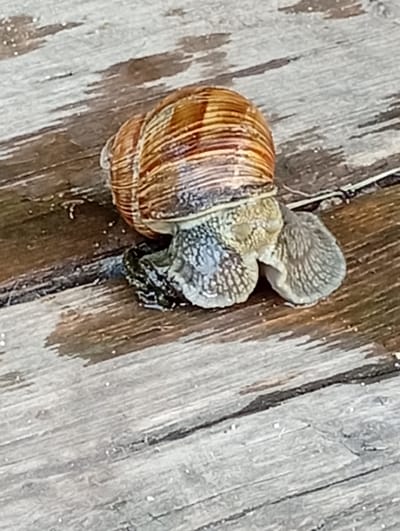 A close-up, slightly blurry, eye-level shot shows a large brown snail resting on a weathered wooden surface. The snail's shell is prominent, with swirling bands of brown and beige. Its head and foot are extended, with the foot appearing somewhat flattened and textured with dark speckles. The snail's body is a muted gray-brown.

The surface beneath the snail is made of wooden planks, oriented diagonally from the top left to the bottom right of the frame. The wood appears aged and damp, with visible grain and dark lines indicating gaps between the planks. There are small white specks scattered across the surface, possibly debris or water droplets. The lighting suggests it could be daytime, possibly overcast, as there are no harsh shadows. The overall scene is a still, naturalistic depiction of a snail in its environment. No people, text, or specific event are discernible. The location context of Pavlovsky Posad, Russia, does not provide further visual cues within the image itself.