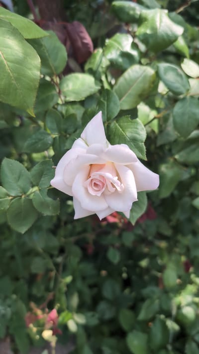 A single, pale pink rose blooms in the center of the frame, its delicate petals unfurling to reveal a tightly coiled center. The rose is surrounded by lush, dark green leaves, some of which have a slight reddish hue, suggesting they may be new growth or a darker variety. The background is a soft blur of more foliage, hinting at a dense garden setting. The lighting suggests it is daytime, with sunlight illuminating the rose's soft features. The image was taken in the city of Kozare, Bulgaria.
