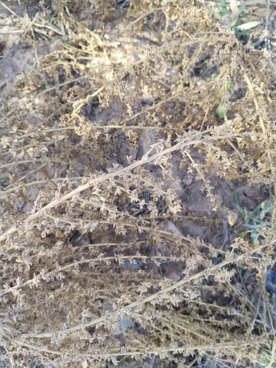 The image displays a close-up, high-angle view of dry, light-brown vegetation covering a sandy-brown ground. The dominant subject is a dense layer of intertwined, brittle stems with numerous small, shriveled seed pods or floral remnants, suggesting a state of desiccation. The underlying ground, visible in patches, consists of dry earth with some scattered debris. Faint, out-of-focus green foliage is discernible in the background. The scene is illuminated by natural light, indicating an outdoor environment in Torre Pacheco, Spain. No individuals or animate subjects are present, and no active interactions are depicted.