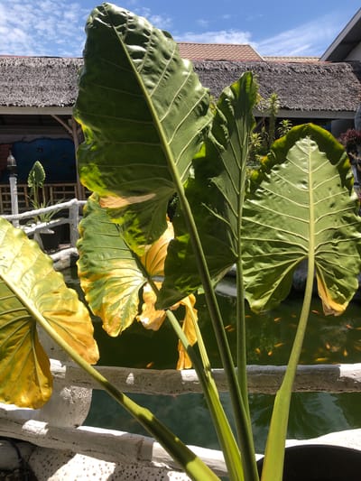 This image shows a close-up of large, green elephant ear plant leaves in the foreground, with some leaves showing yellowing. Behind the plant, there is a pond with several small, orange goldfish swimming. The pond is bordered by a white, textured railing. In the background, there are buildings with thatched roofs and brown tiled roofs, and a glimpse of a blue sky with white clouds. The scene appears to be outdoors, possibly in a tropical or subtropical setting. The location is described as Uteungeulinggang, Indonesia.