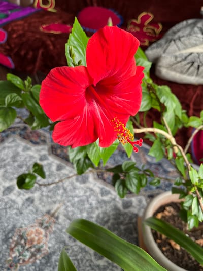 A close-up, high-angle shot shows a vibrant red hibiscus flower in bloom. The flower's petals are unfurled, revealing its intricate stamen, which is tipped with yellow pollen and red stigmas. The hibiscus plant has glossy green leaves, and its stem is visible, arching towards the right side of the frame. The plant is in a light-colored pot filled with dark soil. The background is a textured, patterned rug in shades of gray and blue, with a dark reddish-brown fabric and a gray plush object further in the background. The scene appears to be indoors, on a floor with a carpet. The location is not specified within the image.