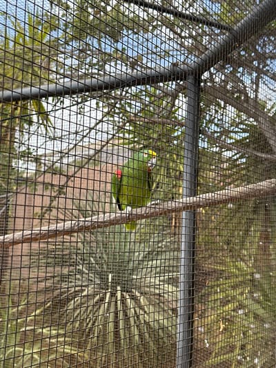 The image displays a green parrot, identified by its yellow crown and red patches on its shoulders, perched on a horizontal wooden branch. The parrot faces slightly right, its head turned toward the viewer. The scene is viewed through a dark, square-grid wire mesh enclosure, which also contains a vertical dark metal support pole. In the blurred background, green foliage, including palm fronds, and a light blue sky with white clouds are visible. A distant, light-colored structure is also present. This aviary setting is located in Los Cristianos, Spain.
