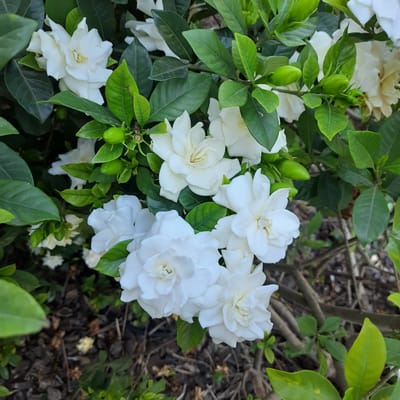 The image depicts a close-up view of a gardenia bush with numerous white, multi-petaled flowers in various stages of bloom, alongside bright green leaves and developing buds. The ground beneath the bush is covered with mulch, twigs, and dry leaves, indicating an outdoor setting. The lighting suggests it is daytime. This scene is located in the city of Vila Verde, Portugal.