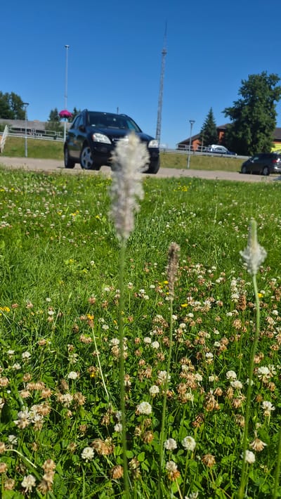 The image depicts a grassy area with scattered clover flowers, some in bloom and others dried. The foreground is dominated by a blurred white flower stalk. In the background, a black car is parked next to a paved path. Beyond the path, there are trees and a building with a red roof. A tall communication tower is visible against a clear blue sky. The scene appears to be outdoors on a sunny day, likely in the Līvāni, Latvia area. There are no people clearly visible, and no text is present in the image. The overall impression is of a serene, natural setting with elements of human infrastructure.