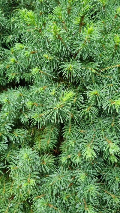 The image is a close-up, overhead shot of fir tree branches, likely in the city of Solnechnaya Polyana-3 SNT, Russia. The branches are densely packed and covered with fresh green needles, some of which have a lighter, vibrant green hue at their tips, indicating new growth. Numerous small, clear water droplets are visible clinging to the needles, suggesting recent rain or dew. The background is filled with more branches and needles, creating a textured, natural scene with no discernible human presence or activity. The lighting is even, highlighting the details of the foliage and the water droplets.