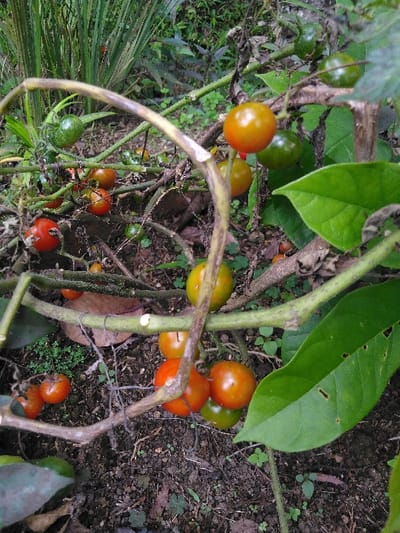 The image displays a close-up view of tomato plants in Ba Nwet Kone, Myanmar. Numerous small, round tomatoes are visible on the vines; some are ripe, exhibiting an orange-red color, while others remain green, indicating various stages of maturity. The plants feature green stems and leaves, with some stems showing darker, possibly dried or diseased, segments. The foreground and midground consist of dark brown soil with sparse green ground cover, including clover-like plants and fallen leaf litter. Denser green foliage from other plants forms the background. No individuals or direct actions are depicted.