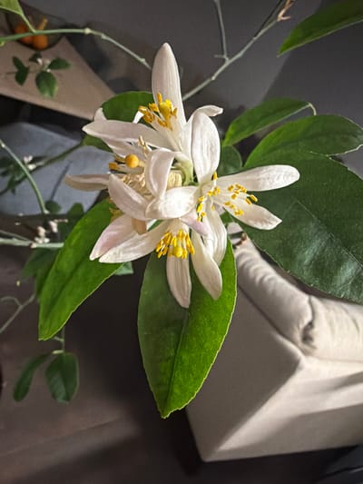 A close-up shot shows a cluster of white flowers with yellow stamens surrounded by green leaves, likely on a branch of a plant. The background includes part of a light-colored sofa or chair, a dark brown surface, and a glimpse of a wall. The scene appears to be indoors. There is no explicit information about the location being in Arinj, Armenia, present in the image. There are no people shown in the image, so there are no specific actions or interactions to describe beyond the natural arrangement of the plant. The focus is on the botanical elements of the flower and leaves.